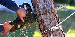 How Our Tree Care Process Works  in  Cahokia, IL