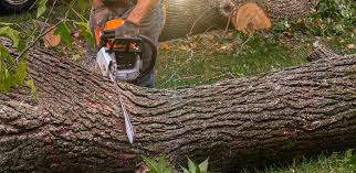 Best Arborist Consultation Services  in Cahokia, IL