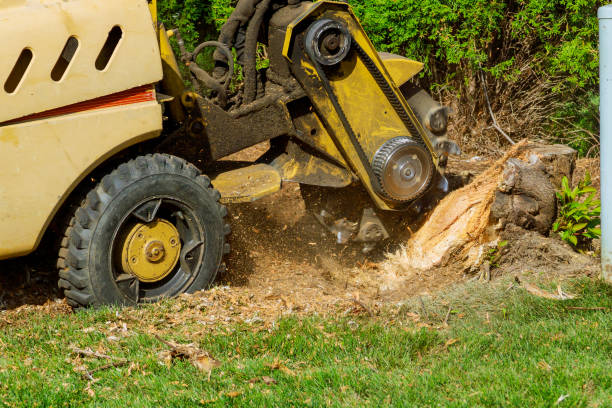 Best Fruit Tree Pruning  in Cahokia, IL
