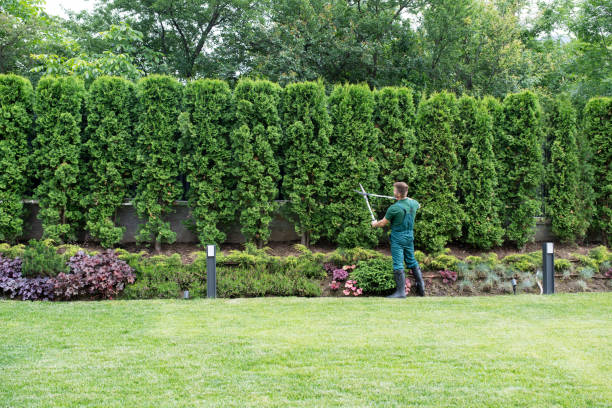 Best Lawn Watering Services  in Cahokia, IL
