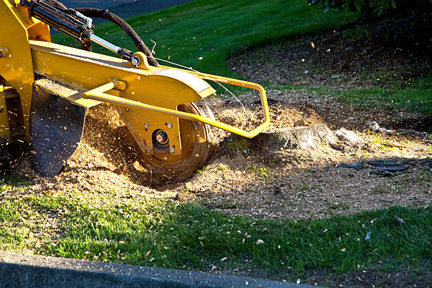 Best Lawn Drainage Solutions  in Cahokia, IL