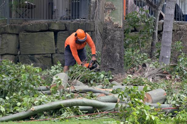 Best Stump Grinding and Removal  in Cahokia, IL
